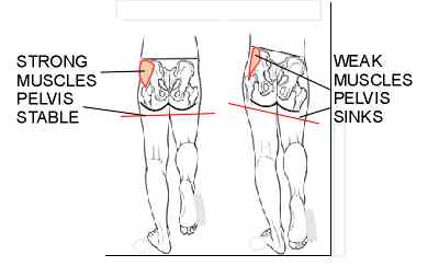 glutes, glute medius, glute minimus, weak, strong muscles, muscles, strong