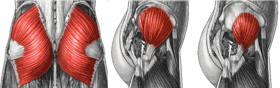 glutes, glute maximus, glute minimus, glute medius, glutes, strong, strength, muscle, physical therapy, rehabilitation