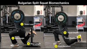 Bulgarian split squat 