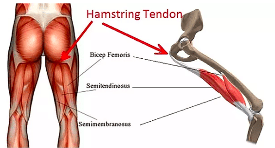 Do Tight Hamstrings Cause Low Back Pain Symmetry Physical Therapy