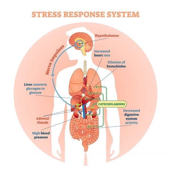 stress response system
