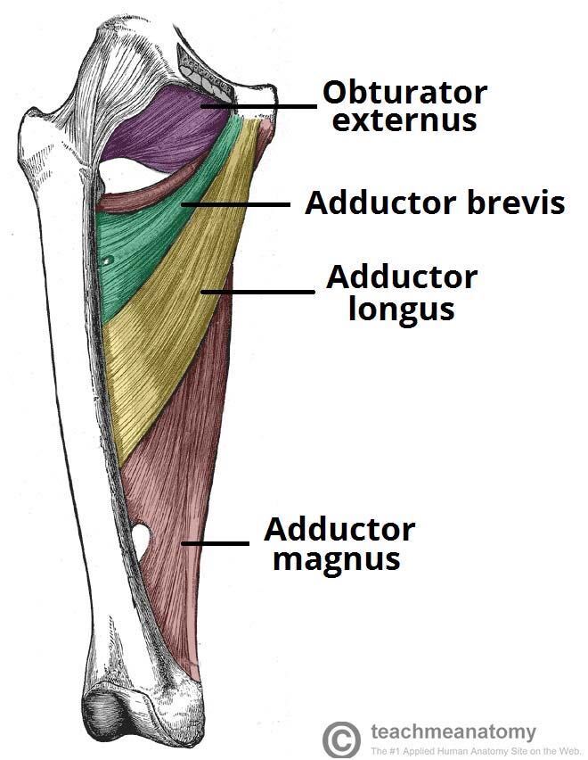 anatomy of adductor groin strain