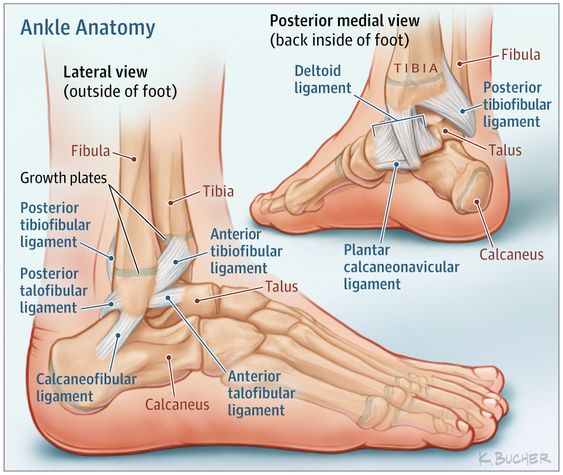 Ankle Mobility: Why is it important?