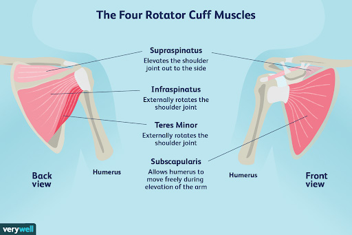 The four rotator cuff muscles symmetry pt miami