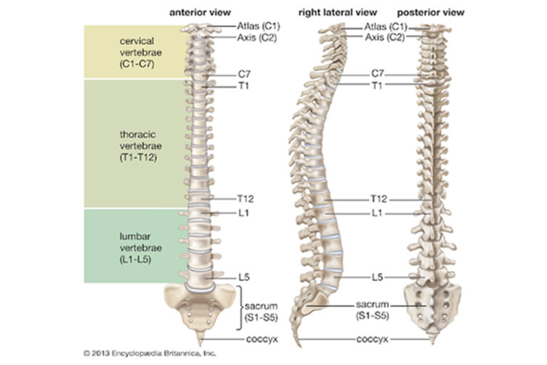 Lumbar radiculopathy sciatica symmetry pt miami - Symmetry Physical Therapy