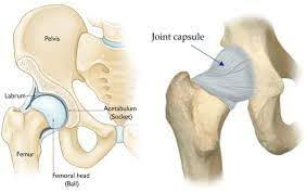 Hip Mobility Joints