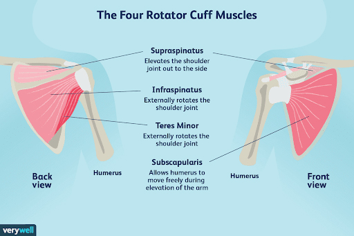 Shoulder Tendonitis Diagram